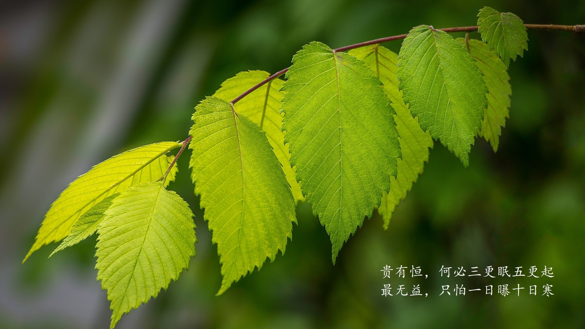 时间折叠处的双重奏,希腊铁律与库尔图瓦星光的唯一对话