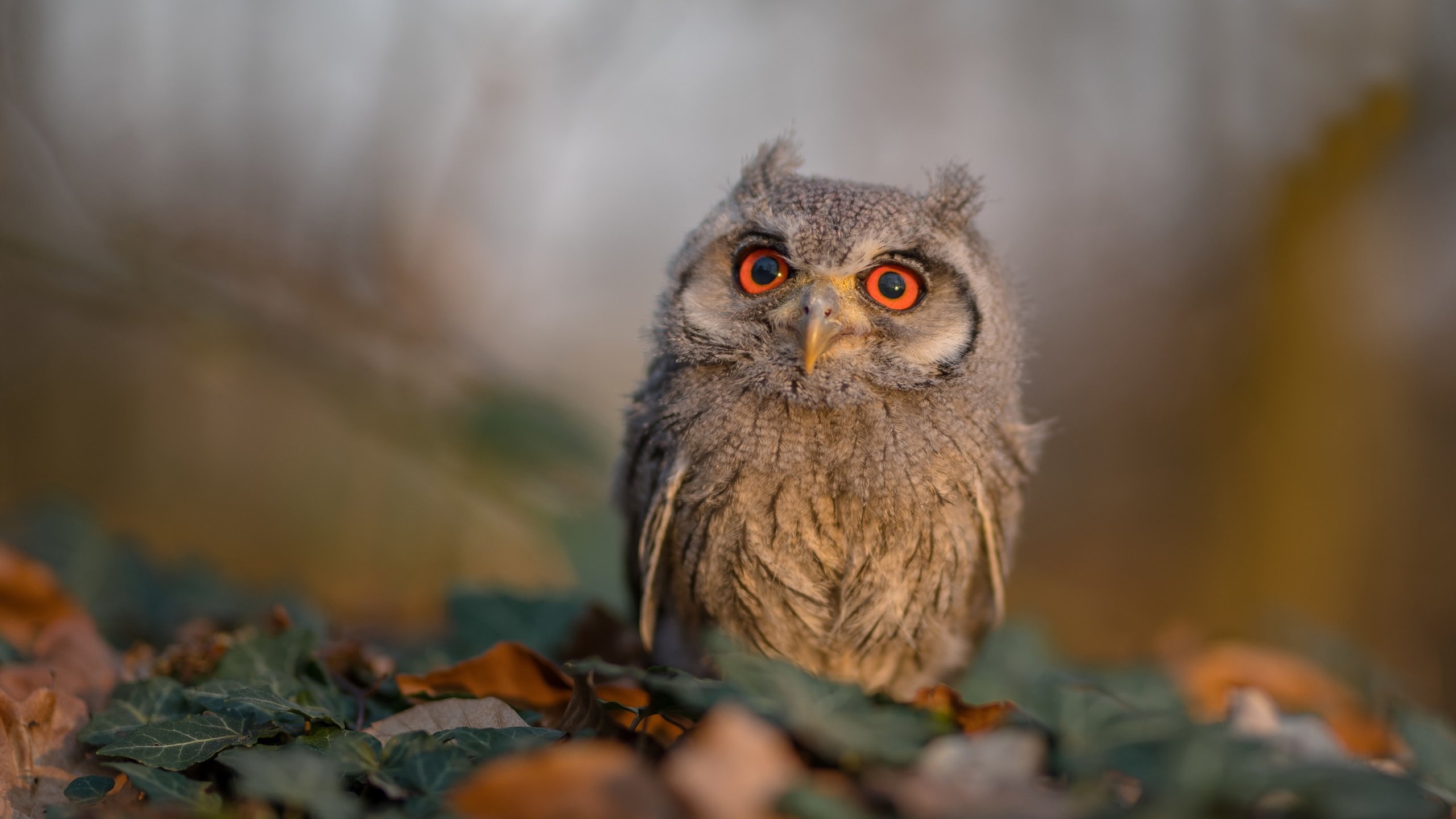 三罚定乾坤！新援福克斯爆发压哨救主，雄鹿逆境力克热火破心魔