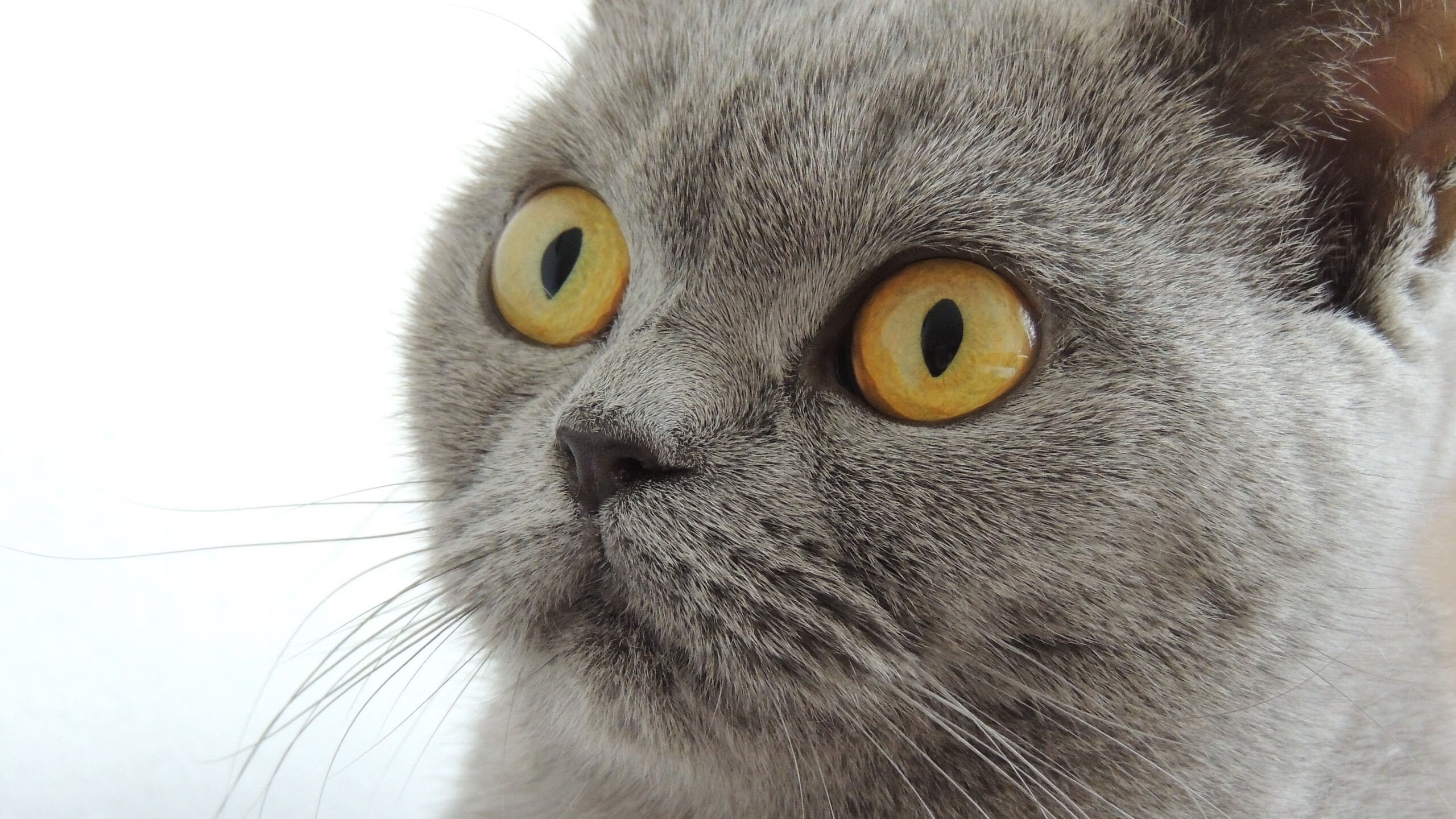 1.红黑风暴席卷亚平宁，AC米兰4-0狂胜尤文，京多安导演复兴序章