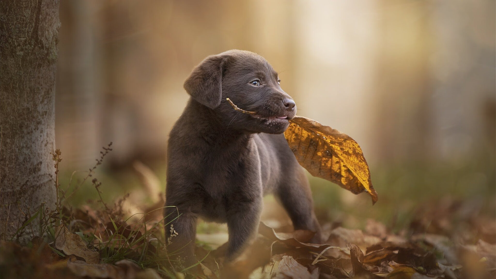 亚洲足球震动欧洲,伊朗生死战中的酋长奇迹与莱奥节奏革命