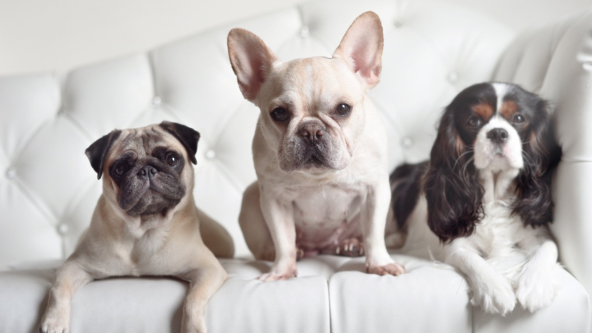 君临天下，关键先生詹姆斯末节暴走，国王队踏平北京主场