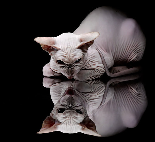 安菲尔德的叹息,白色芭蕾的神塔之舞