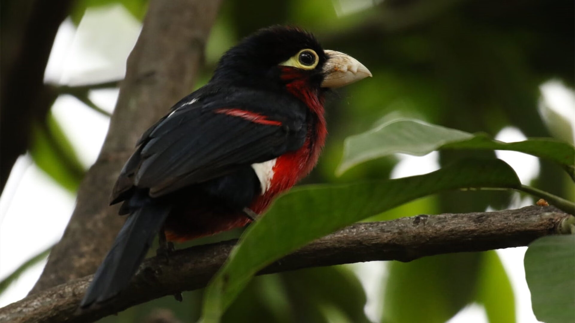 铁链锁豪阵！摩洛哥用纪律之墙窒息尤文，无名英雄凯塞多导演战术革命