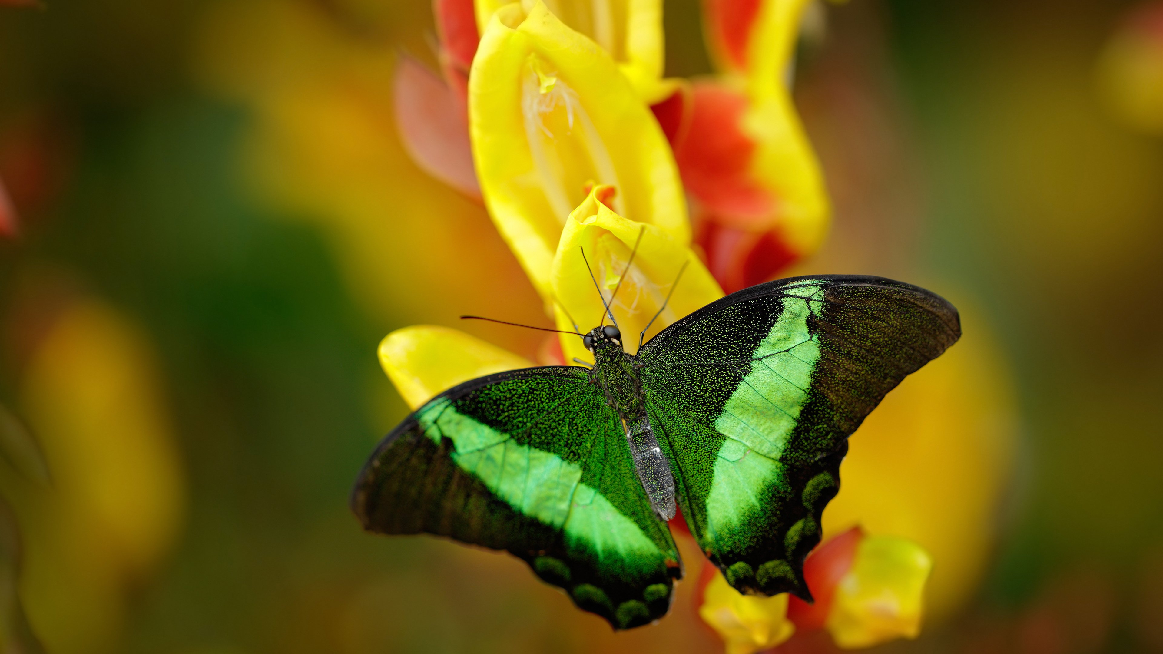 加拿大战术奏效，在佛罗伦萨式的对决中稳稳取胜，梅西关键时刻定义比赛