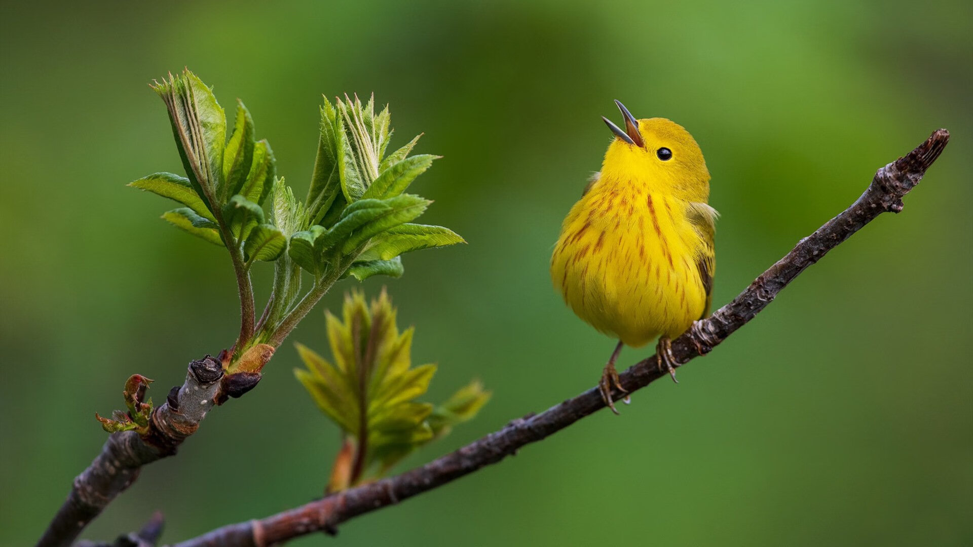 无声的锚，范戴克在英超争冠夜的统治力